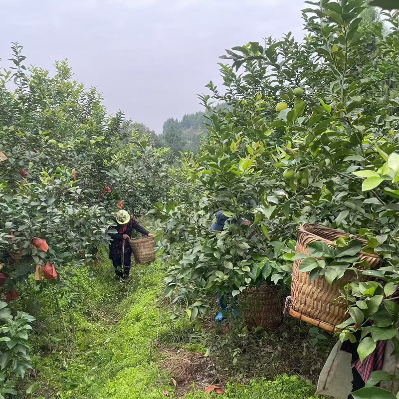 Lemons are picked, picking process