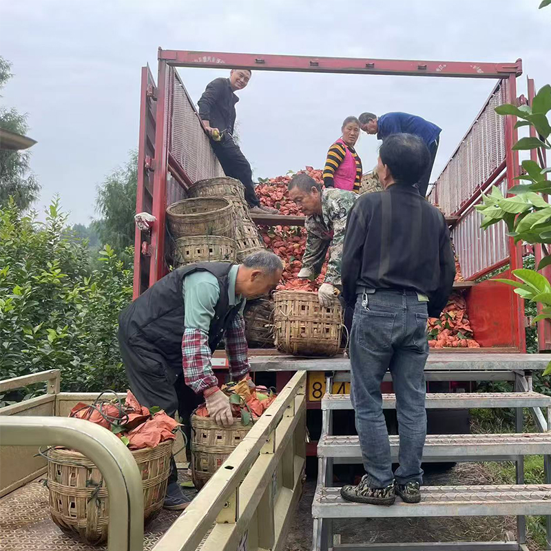 The lemons are picked and loaded onto trucks and taken back to the factory for processing